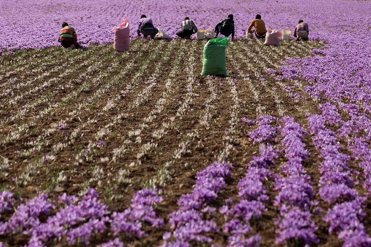شرکت زعفران عابدی